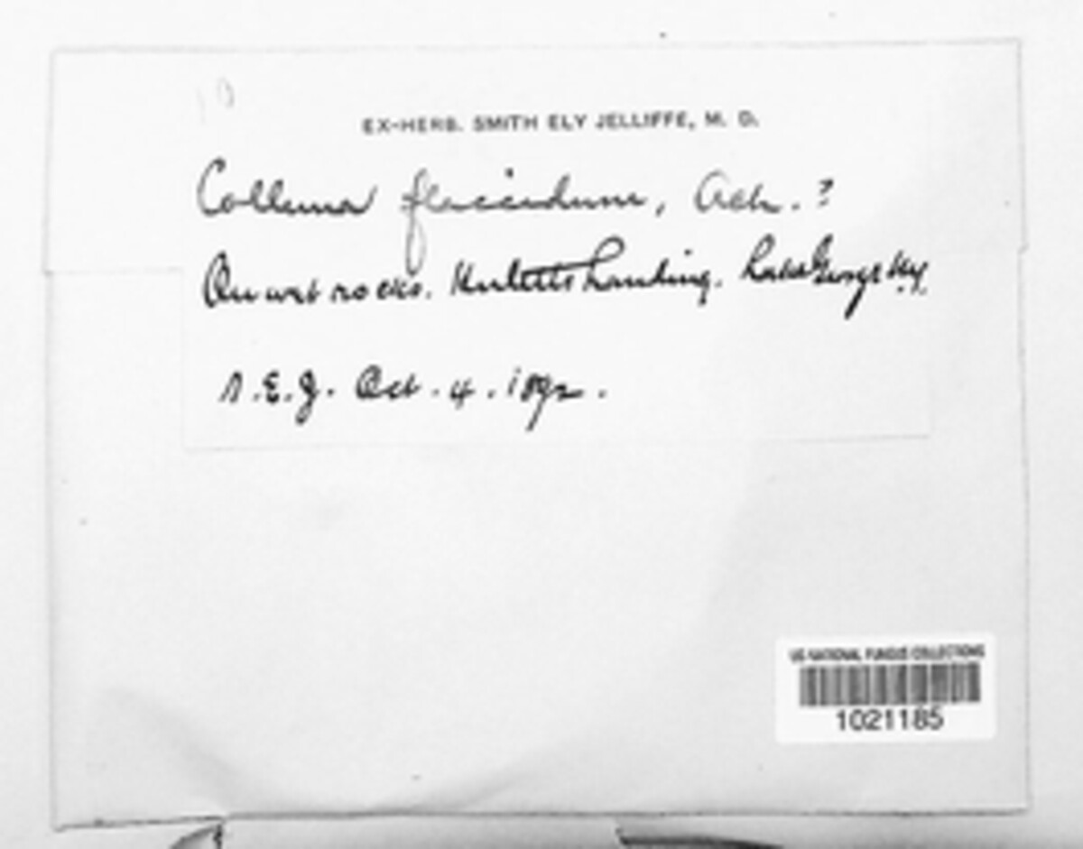 Collema flaccidum image